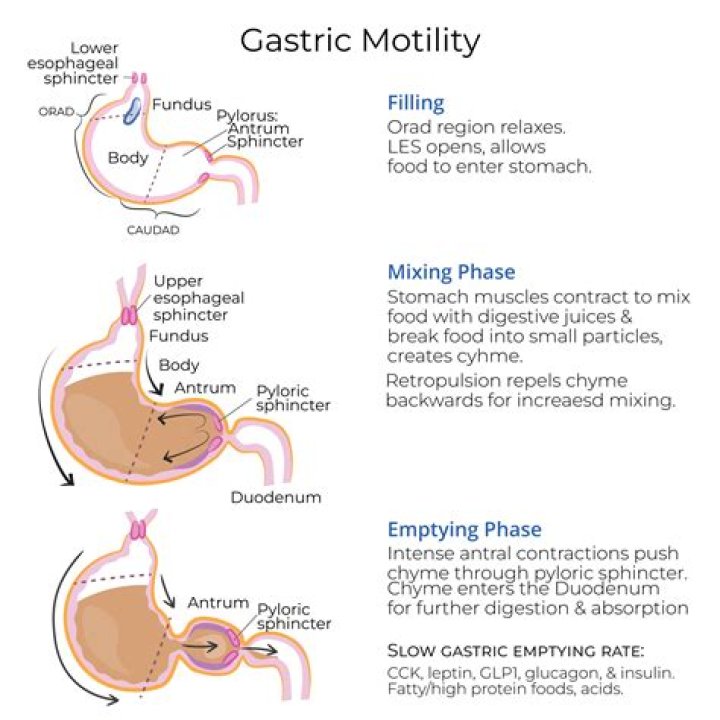 Is the meaning of gastric?
