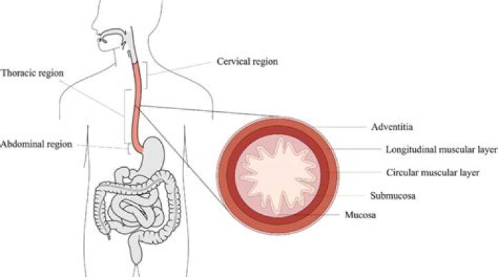 Is the oesophagus an organ?