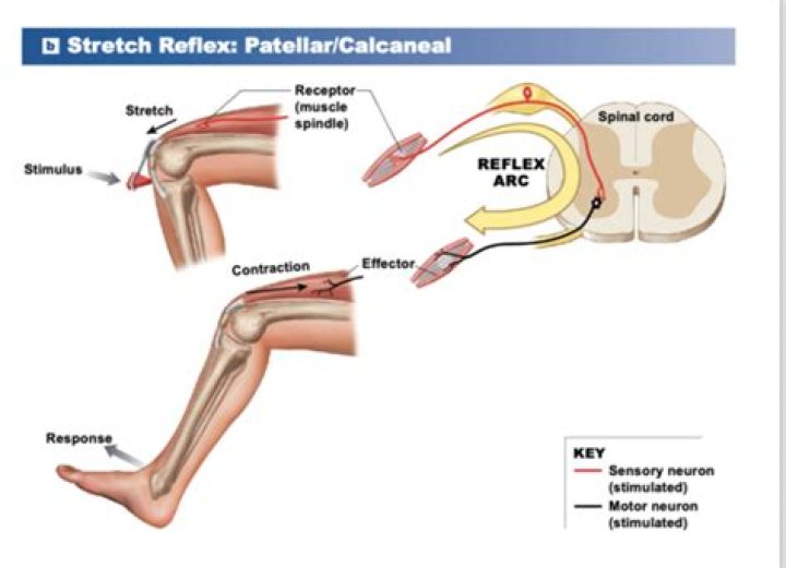 Is the patellar reflex ipsilateral or contralateral?