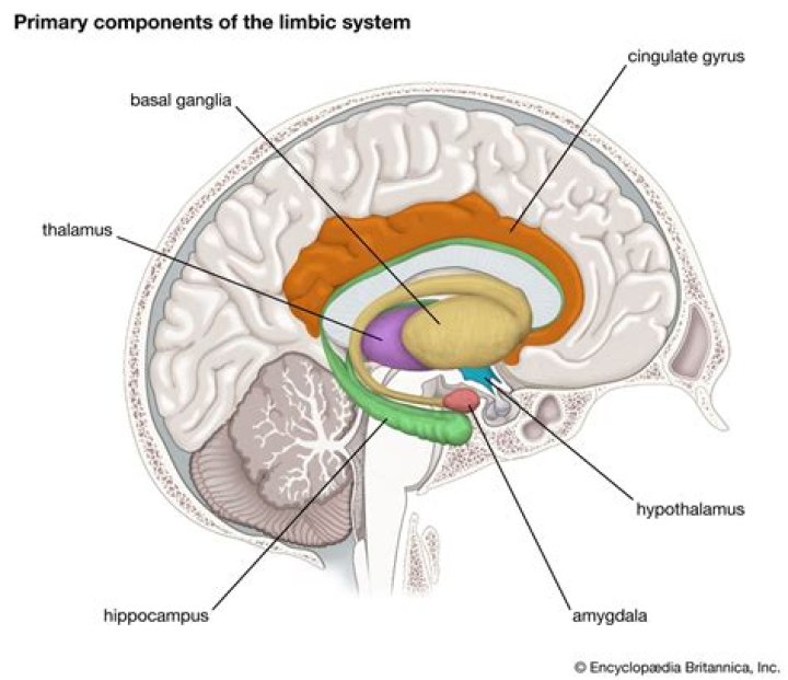 Is the prefrontal cortex part of the limbic system?