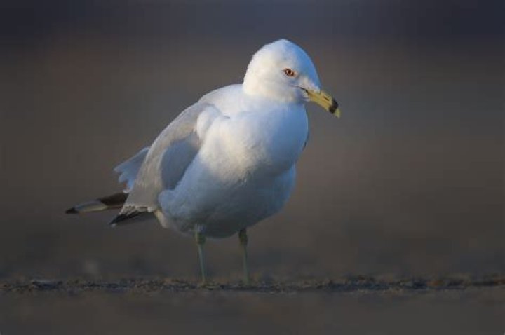 Is the ring-billed gull endangered?