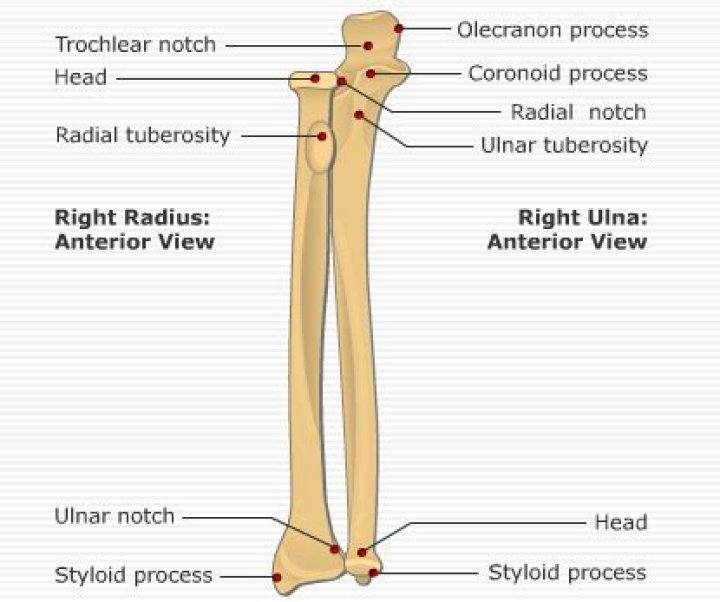 Is the ulnar tuberosity?