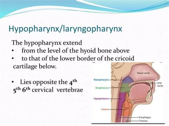 Is the vallecula part of the hypopharynx?