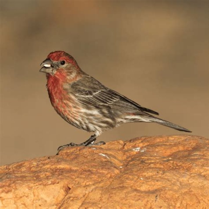 Is there a red breasted sparrow?