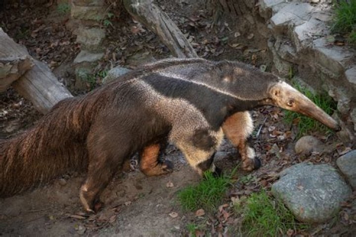 Is there anteaters in canada?