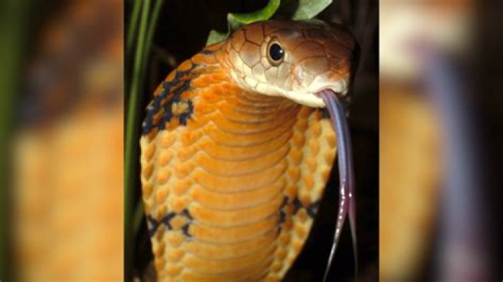 Is there antivenom for king cobra?