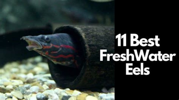 Is there freshwater eels?