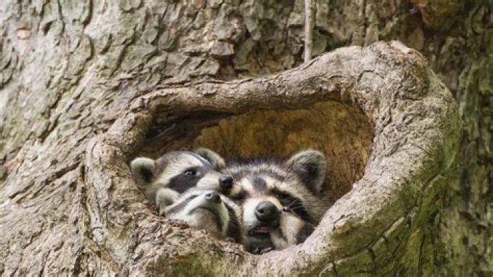Is there racoons in ireland?