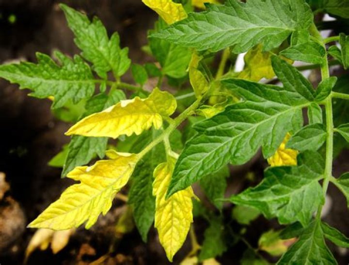 Is tomato leaf edible?