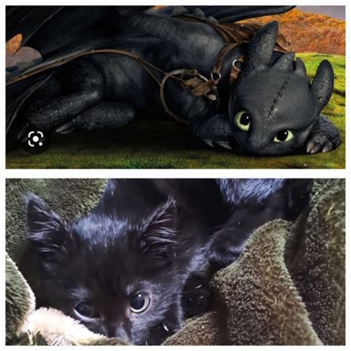 Is toothless modeled after a cat?