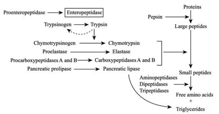 Is trypsin an exopeptidase?