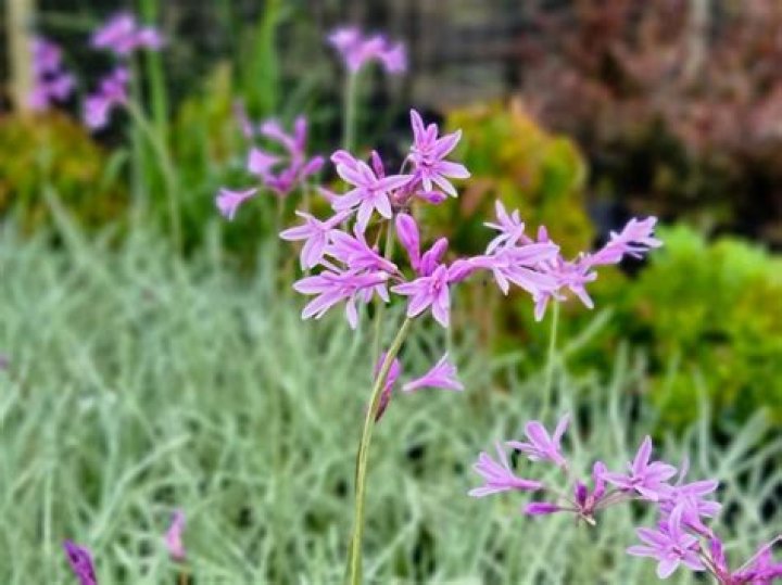 Is tulbaghia violacea edible?
