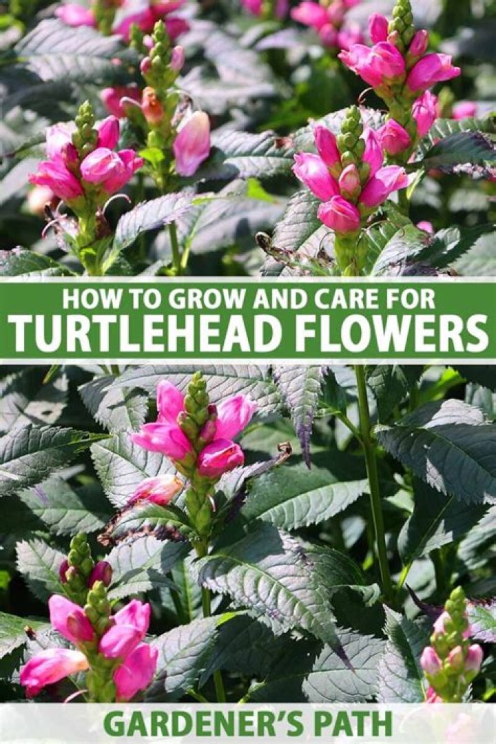 Is turtlehead an herb?
