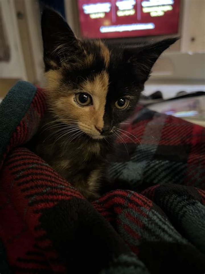Is two faced kitten?