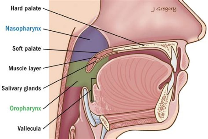 Is vallecula singular or plural?