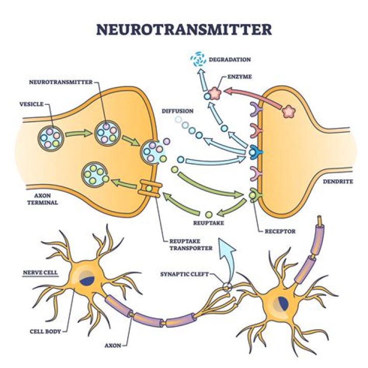Is vasopressin a neurotransmitter?