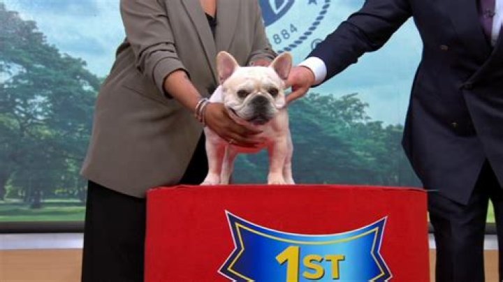 Is violet a popular dog name?