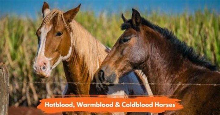 Is warm blood good?