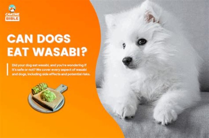 Is wasabi bad for dogs?