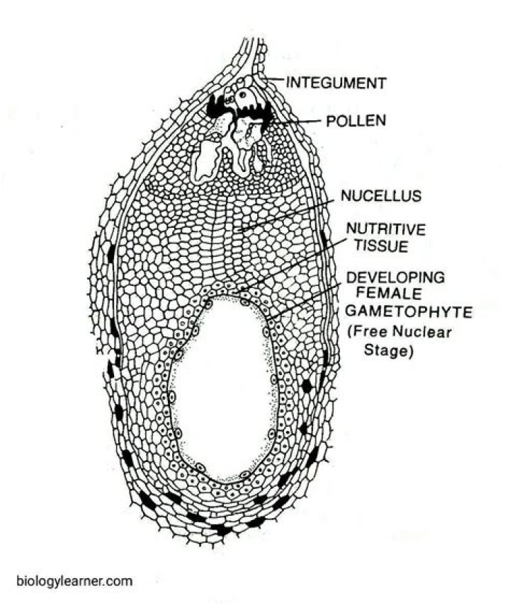 Is welwitschia mirabilis an angiosperm?