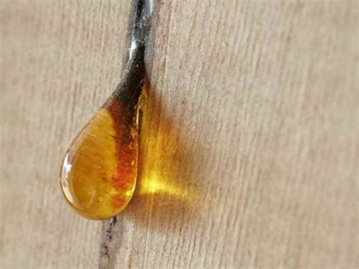 Is wood sap in attic bad?