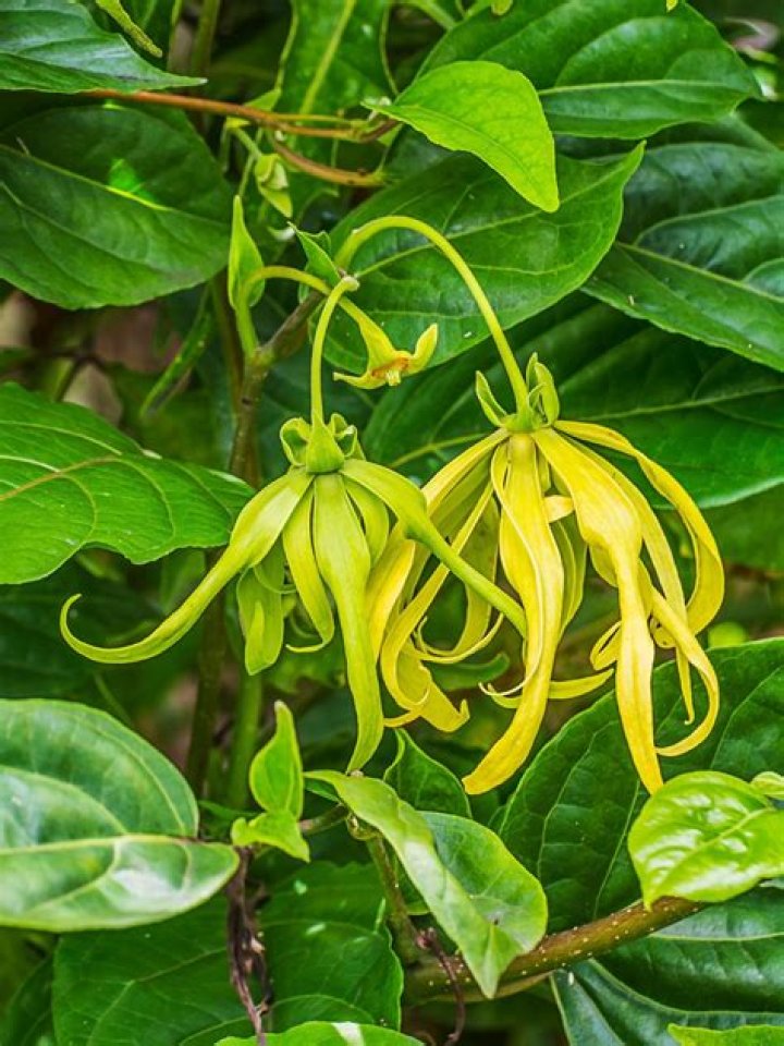 Is ylang ylang an aphrodisiac?