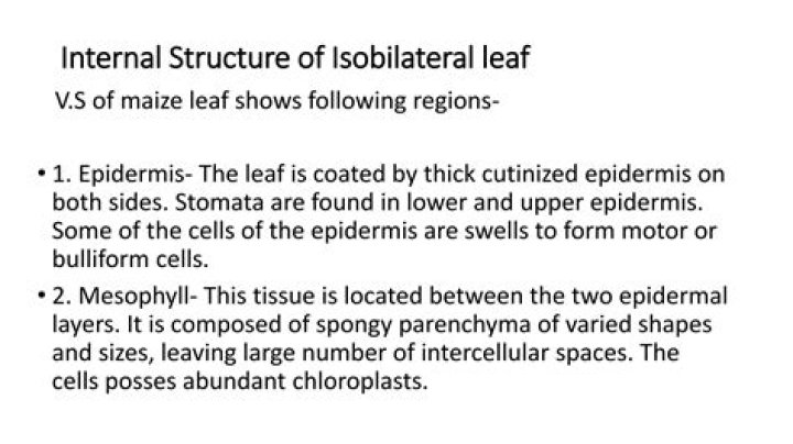 Isobilateral is found in?