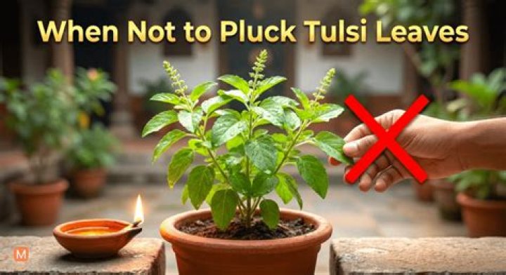 On which day tulsi should not be plucked?