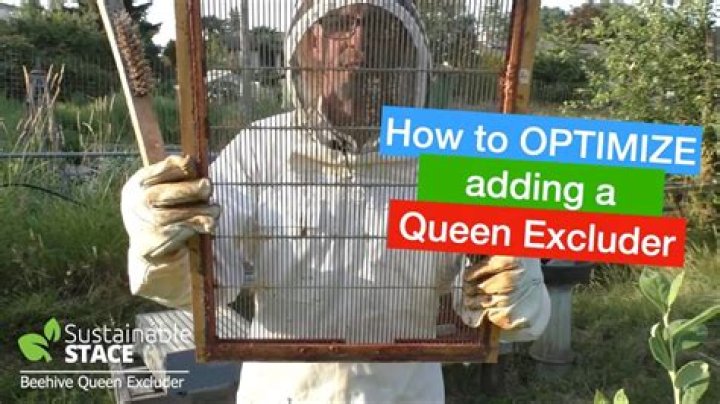 Should a queen excluder be used?