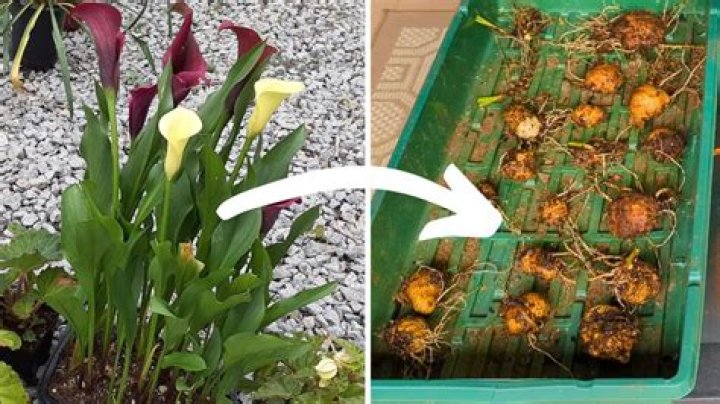 Should asiatic lilies be fertilized?