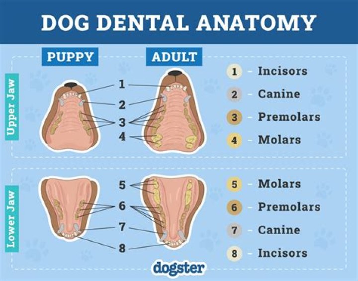 Should canines be longer than incisors?