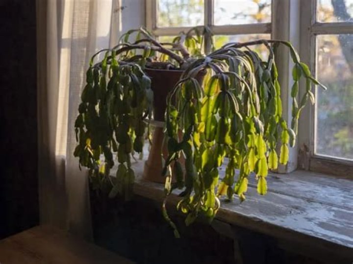 Should christmas cactus be in direct sunlight?