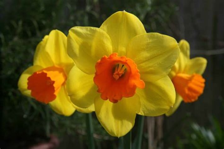 Should daffodils be lifted?