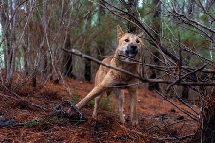 Should dingoes be preserved?