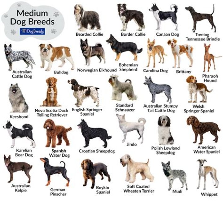 Should dog breeds be hyphenated?