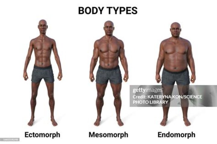 Should ectomorphs do full body workouts?