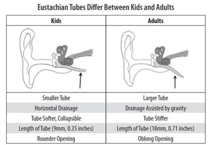 Should eustachian tube be open or closed?