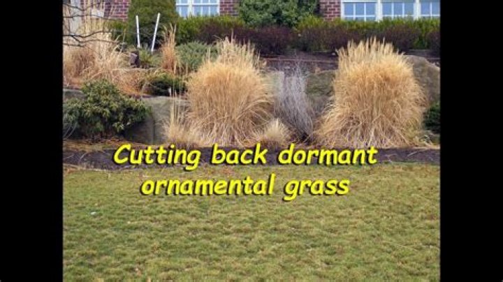 Should grasses be cut back in the fall?