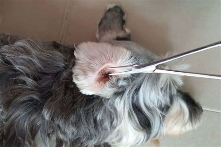 Should groomers pluck dogs ears?