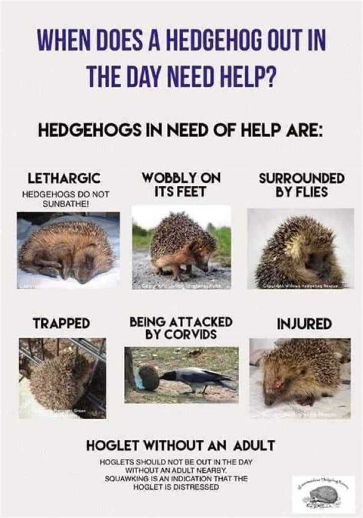 Should hoglets be out in the day?