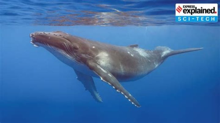 Should humpback whale be capitalized?