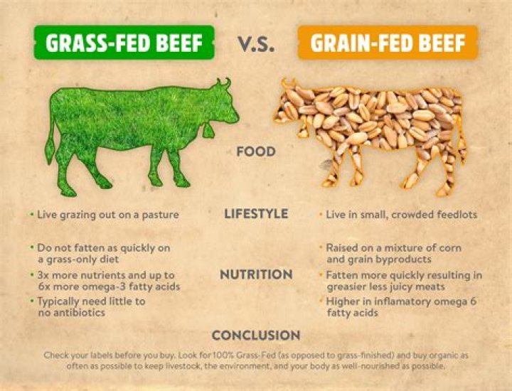 Should i buy grass fed beef?