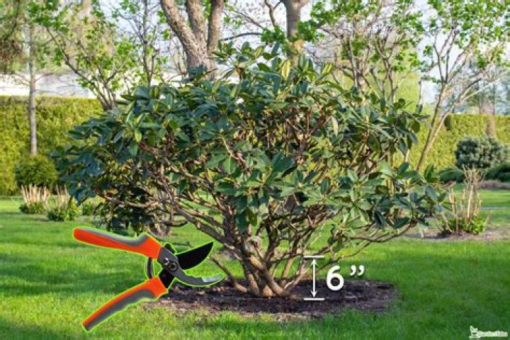 Should i cut back grapevines?