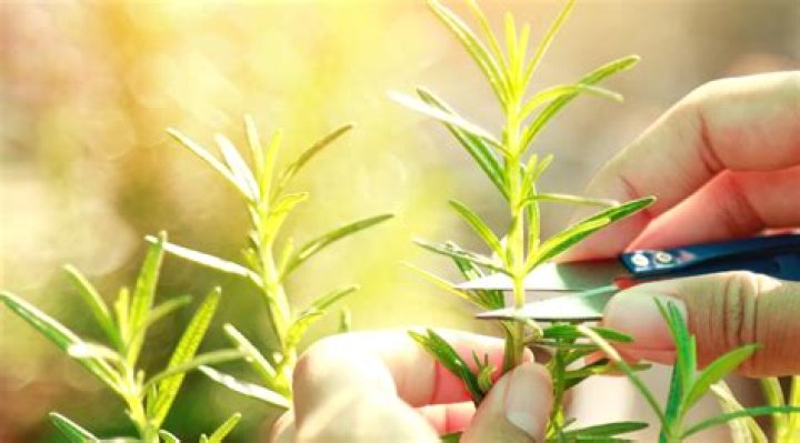 Should i cut back solomon's seal?