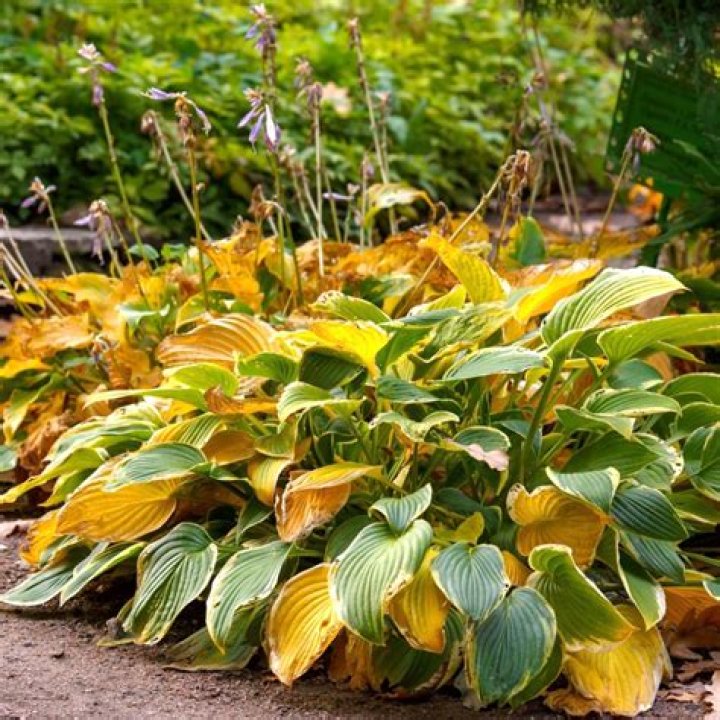 Should i cut back trilliums?