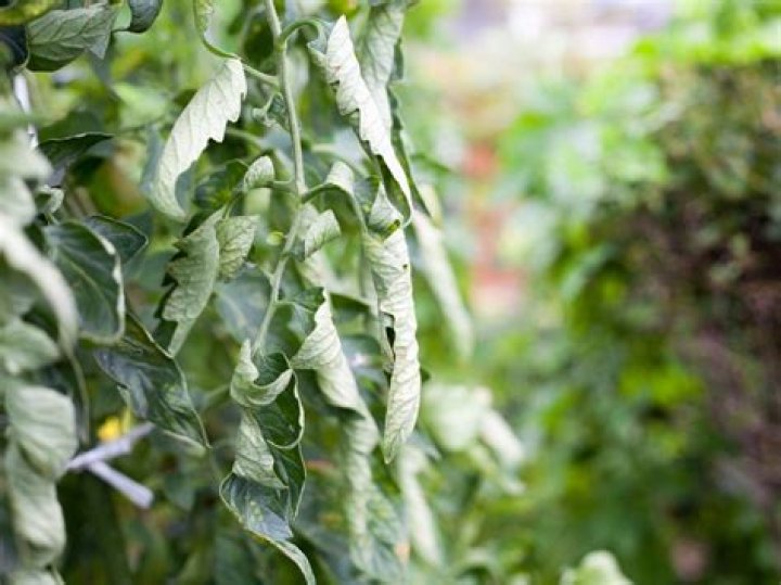 Should i cut off curled tomato leaves?