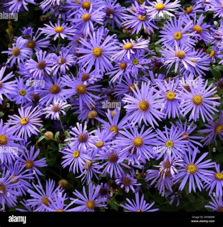 Should i deadhead michaelmas daisies?