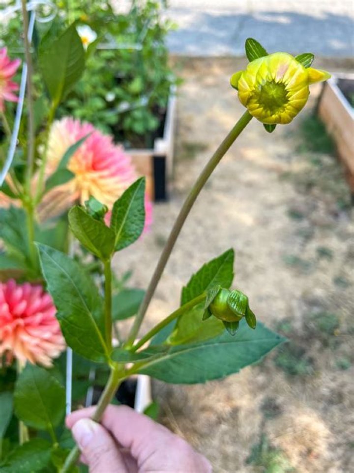 Should i disbud dahlias?