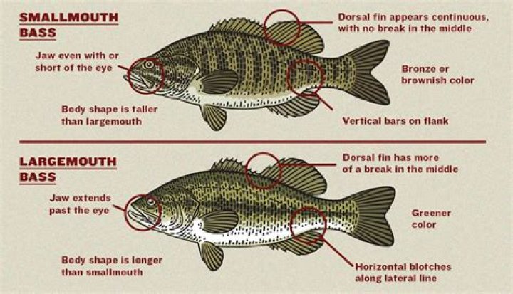 Should i eat largemouth bass?