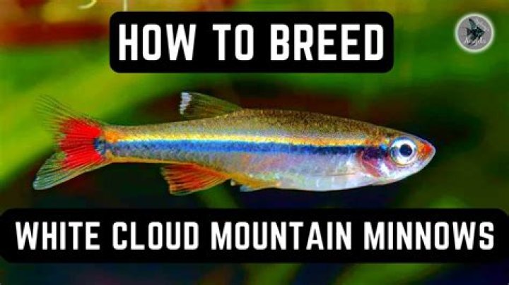 Should i feed minnows to keep them alive?